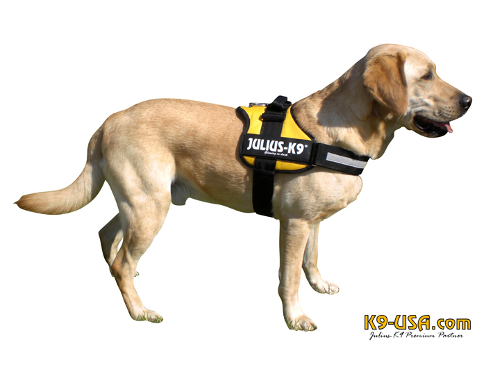 julius k9 julius k9